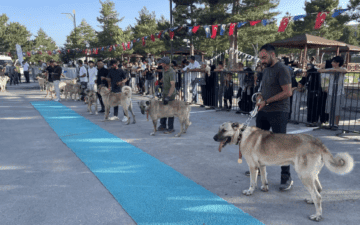 Kangal köpekleri