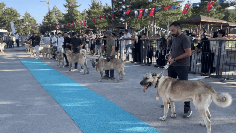 Kangal köpekleri