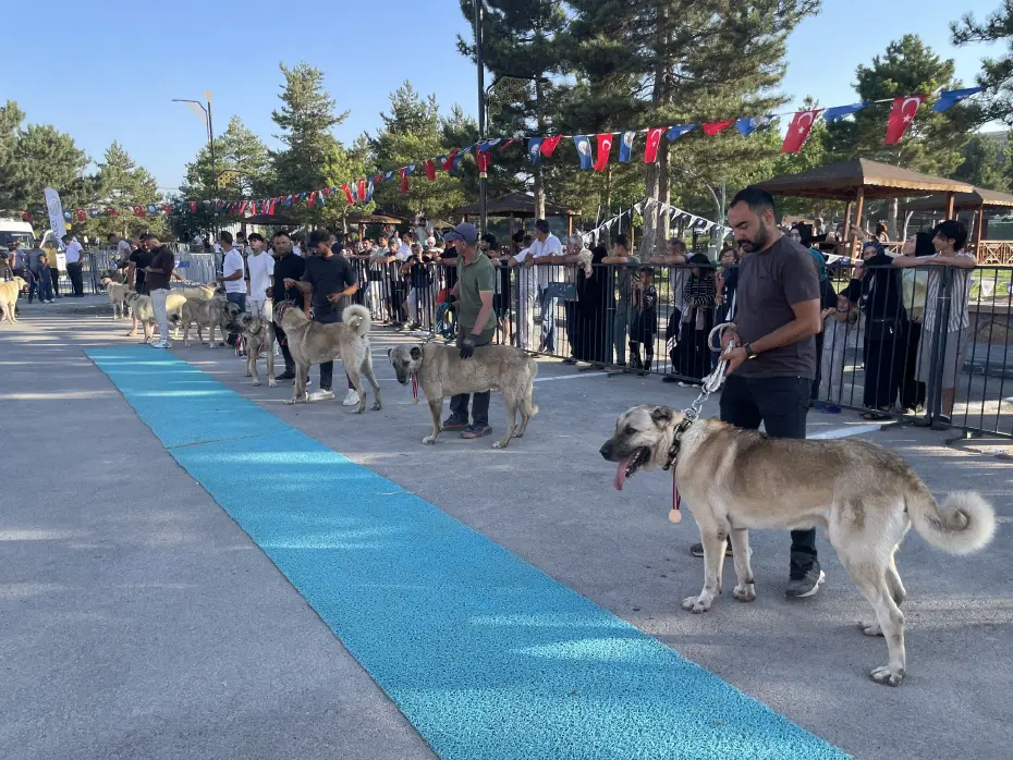 Kangal köpekleri
