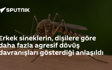 Beyin haritası