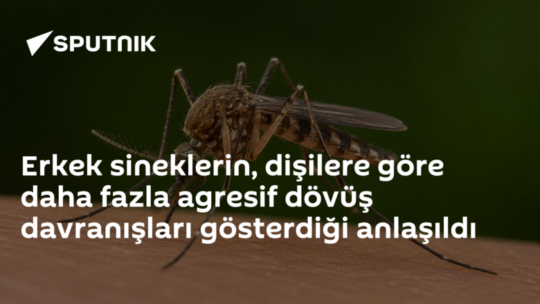 Beyin haritası