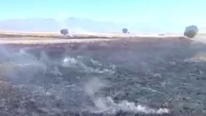 anız